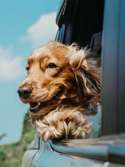 5 Fun Dog-Friendly Activities to Try