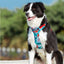 Dog Leashes Dog Chain Vest Vest Straps
