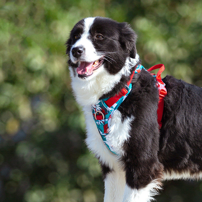 Dog Leashes Dog Chain Vest Vest Straps